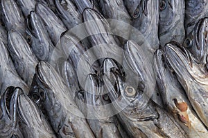 Merling or whiting fish at the fish market of Essaouira