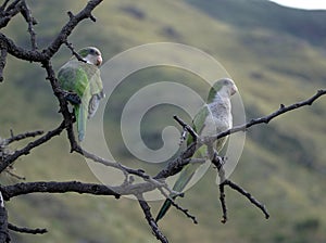 Merlo parrots photo