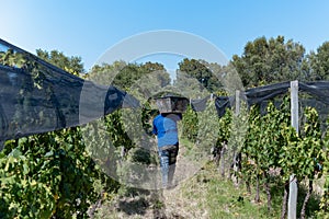Merloc Sauvignon grape harvester in Mendoza, Argentina