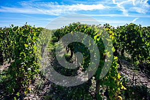 Merlot or Cabernet Sauvignon red wine grapes ready to harvest in Pomerol, Saint-Emilion wine making region, France, Bordeaux