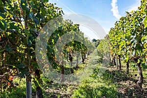 Merlot or Cabernet Sauvignon red wine grapes ready to harvest in Pomerol, Saint-Emilion wine making region, France, Bordeaux