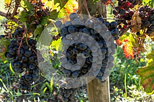 Merlot or Cabernet Sauvignon red wine grapes ready to harvest in Pomerol, Saint-Emilion wine making region, France, Bordeaux