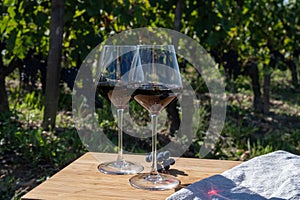 Merlot or Cabernet Sauvignon red wine grapes ready to harvest in Pomerol, Saint-Emilion wine making region, France, Bordeaux