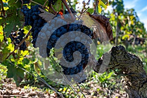 Merlot or Cabernet Sauvignon red wine grapes ready to harvest in Pomerol, Saint-Emilion wine making region, France, Bordeaux