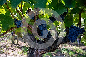 Merlot or Cabernet Sauvignon red wine grapes ready to harvest in Pomerol, Saint-Emilion wine making region, France, Bordeaux