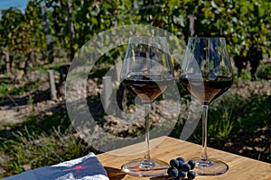 Merlot or Cabernet Sauvignon red wine grapes ready to harvest in Pomerol, Saint-Emilion wine making region, France, Bordeaux