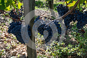 Merlot or Cabernet Sauvignon red wine grapes ready to harvest in Pomerol, Saint-Emilion wine making region, France, Bordeaux