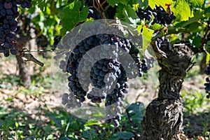 Merlot or Cabernet Sauvignon red wine grapes ready to harvest in Pomerol, Saint-Emilion wine making region, France, Bordeaux