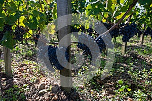 Merlot or Cabernet Sauvignon red wine grapes ready to harvest in Pomerol, Saint-Emilion wine making region, France, Bordeaux