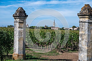 Merlot or Cabernet Sauvignon red wine grapes ready to harvest in Pomerol, Saint-Emilion wine making region, France, Bordeaux