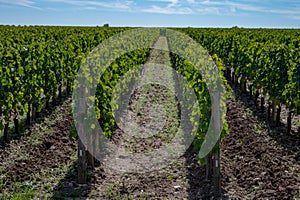 Merlot or Cabernet Sauvignon red wine grapes ready to harvest in Pomerol, Saint-Emilion wine making region, France, Bordeaux