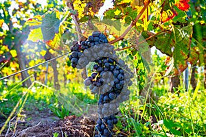 Merlot or Cabernet Sauvignon red wine grapes ready to harvest in Pomerol, Saint-Emilion wine making region, France, Bordeaux