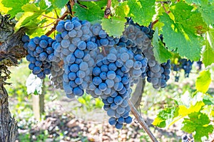 Merlot or Cabernet Sauvignon red wine grapes ready to harvest in Pomerol, Saint-Emilion wine making region, France, Bordeaux