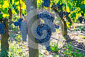 Merlot or Cabernet Sauvignon red wine grapes ready to harvest in Pomerol, Saint-Emilion wine making region, France, Bordeaux