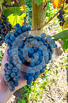 Merlot or Cabernet Sauvignon red wine grapes ready to harvest in Pomerol, Saint-Emilion wine making region, France, Bordeaux