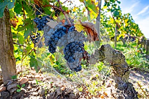 Merlot or Cabernet Sauvignon red wine grapes ready to harvest in Pomerol, Saint-Emilion wine making region, France, Bordeaux