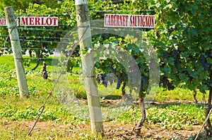 Merlot and Cabernet Sauvignon Vines