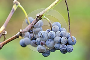 Merlot cluster with rotten grapes on a vine. Selective focus