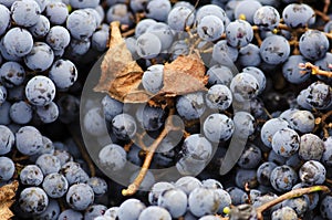 Merlot clusters and leaf