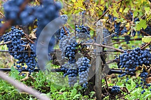 Merlot clusters in a vineyard during the vine harvesting in Bulgaria. Selective focus