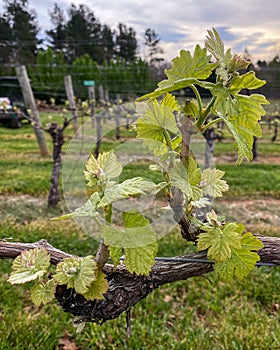 Merlot Grape Leaves on the Vine