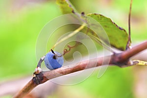 Merlot grape with tendril lays on a vine