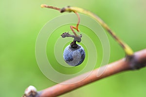 Merlot grape on a tendril in a vineyard in Bulgaria. Selective focus