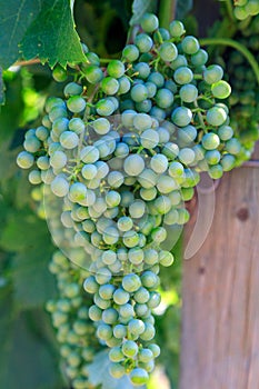 Merlot Grape Winery Vineyard Okanagan Valley