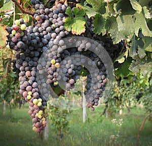 Merlot grapes