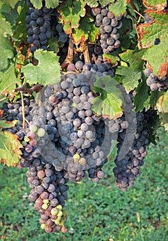 Merlot grapes