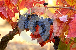 Merlot Grapes photo