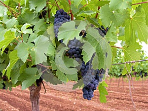 Merlot Grapes photo