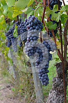 Merlot grapes