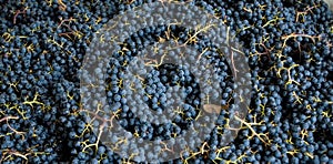 Merlot Grapes