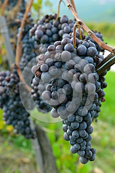 Merlot grapes