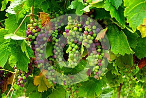 Merlot Grapes photo