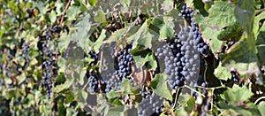 Merlot grapes