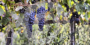 Merlot grapes