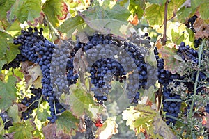 Merlot grapes