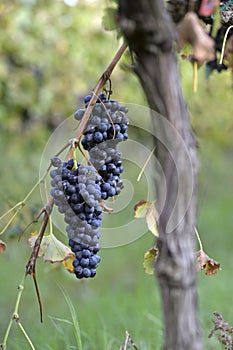 Merlot grapes