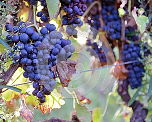 Merlot grapes