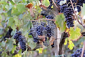 Merlot grapes