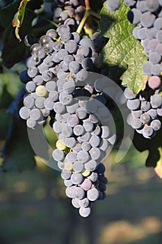 Merlot grapes photo