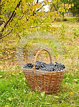 Merlot grapes in basket