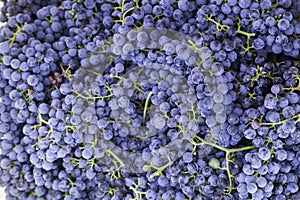 Merlot grapes photo