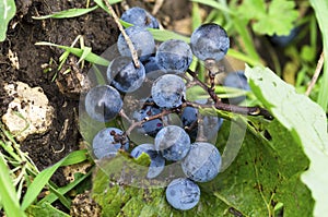 Merlot grapes on a ground