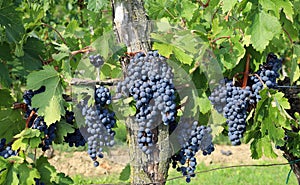 Merlot grapes hanging on vine