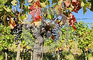 Merlot grapes hanging on vine in autumn, just before the grape harvest