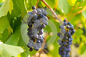 Merlot grapes hanging on a vine illuminated by the sun