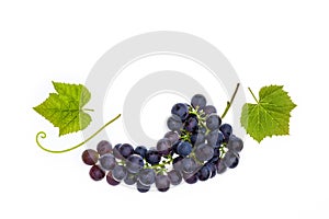 Merlot grapes with leaves isolated on white background